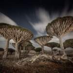 HM_PlantsFungi_Cristiano_Xavier_1