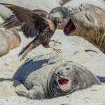 HM_Wildlife_Fabio_Saltarelli