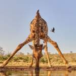 HM_Wildlife_Jenny_Zhao