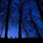 HM_Wildlife_Tibor_Litauszki