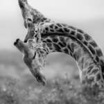 HM_Wildlife_Torie_Hilley