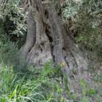 IMAGE 2023-04-24 18:24:39