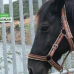 adalaratlar