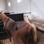 İspark at ahırları -16 Ekim 2023 – Fotoğraf: Cansu Acar