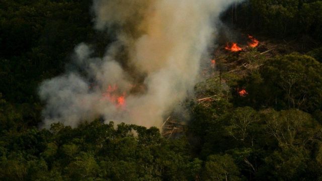 Amazon orman yangını