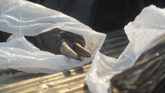 Araştırma için götürülmek üzere poşete konulmuş ölü bir yunus