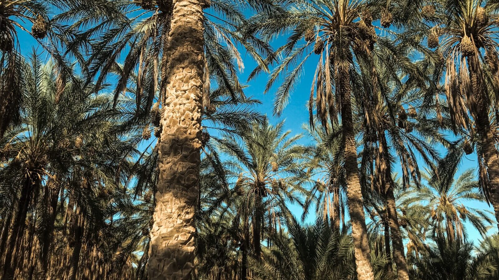 Palm yağı