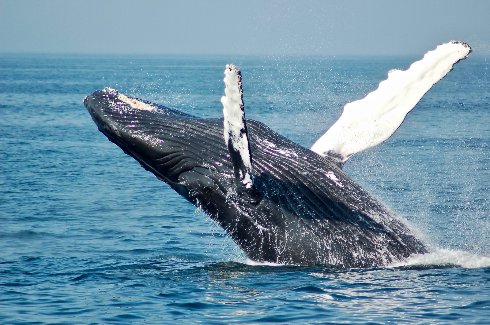 İspermeçet balinaları