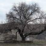 Şubat 2024, İliç, Erzincan – Fotoğraf: Cansu Acar
