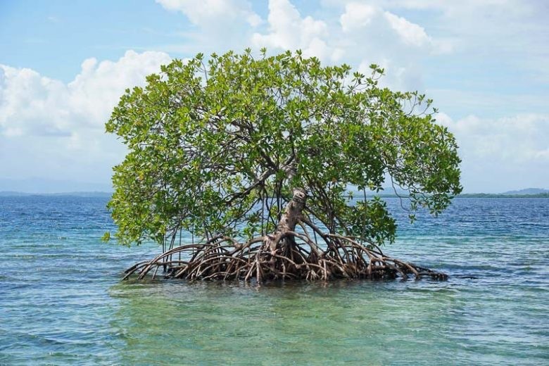 Mangrov ağacı