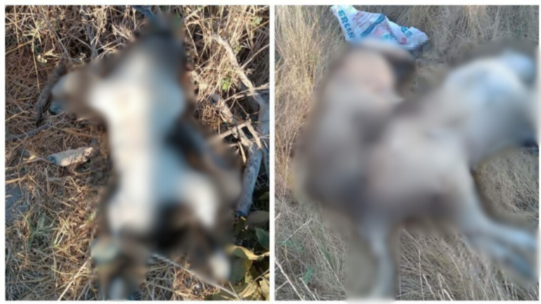İzmir’de beş köpek ve altı kedi zehirlenerek öldürüldü
