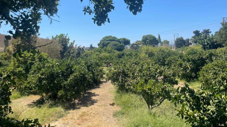 Karaburun’da depolamalı güneş enerji santraline tepki: Zeytin ve narenciye ağaçlarımız tehdit altında