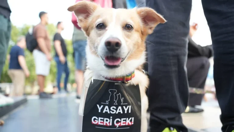 Yurttaşlar, sokakta yaşayan hayvanlar için 1 Eylül’de Yenikapı’da mitingde!