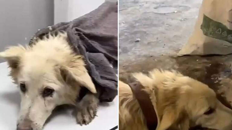 Köpek Boncuk’u döverek öldüren kişiye beş ay hapis cezası