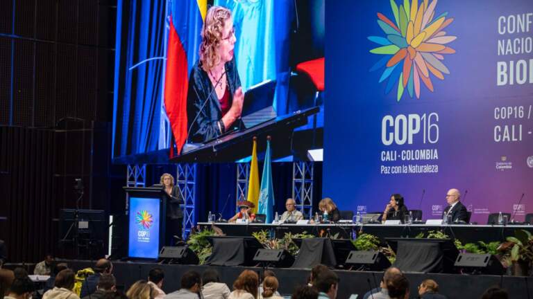 [COP16] Biyoçeşitliliği korumak için taahhüt edilen fon 200 milyon Euro’yu buldu