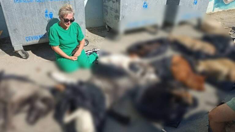 Gebze’de katliam: Barınağa götürülen 30 köpek ve 13 kedi zehirlenerek öldürüldü