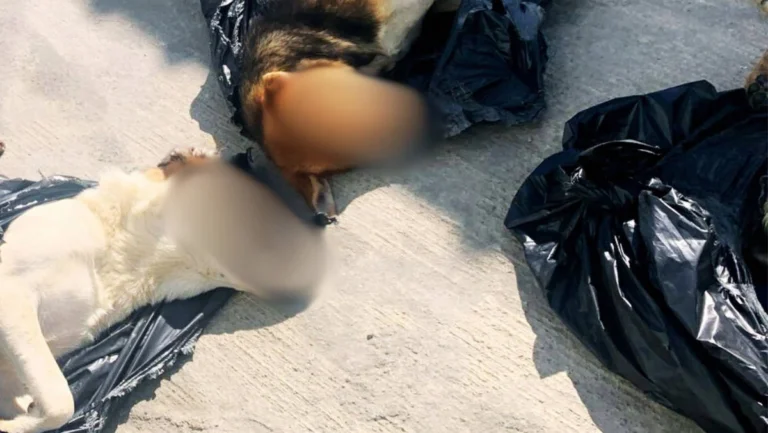Gebze’deki vahşete Türkiye’nin her yerinden tepki yağıyor: Yasayı geri çekin!