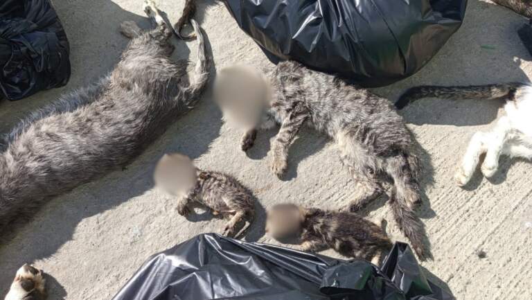 Gebze Belediyesi’nden tanıdık ‘katliam’ açıklaması’: Dışarıda ölmüş hayvanları topladık