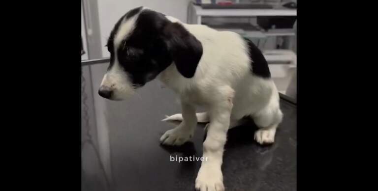 Düzce’de çocukların baktığı yavru köpeklere, okul bahçesinde silahlı saldırı