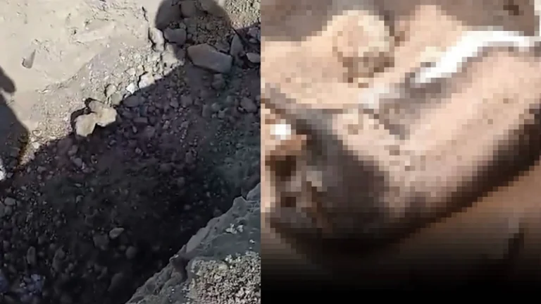 Niğde barınağı katliamına ‘takipsizlik’, boşaltılan barınaklar yeniden dolduruluyor