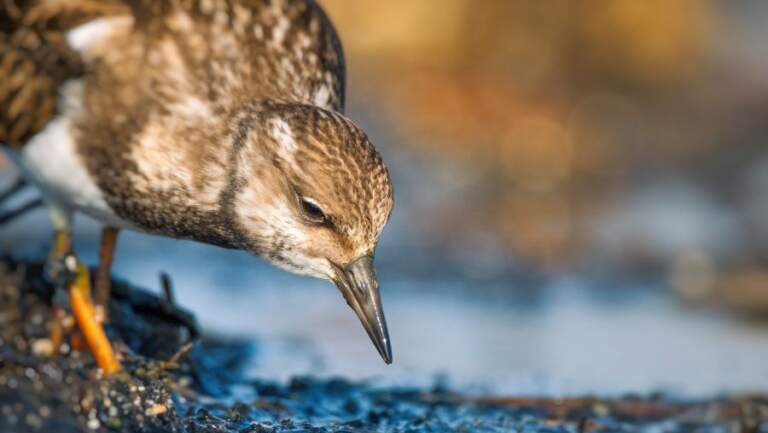 IUCN: Dünya çapında 16 kıyı kuşu türünün var kalma olasılığı düşüyor